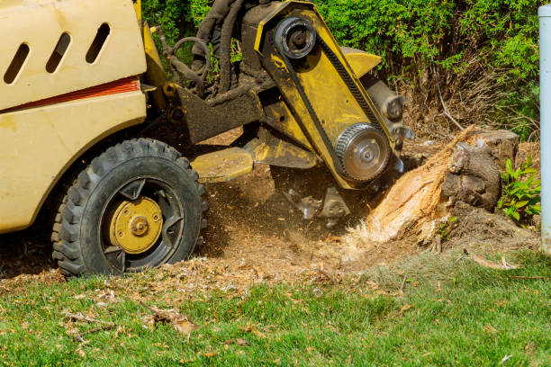 Tree and Shrub Care